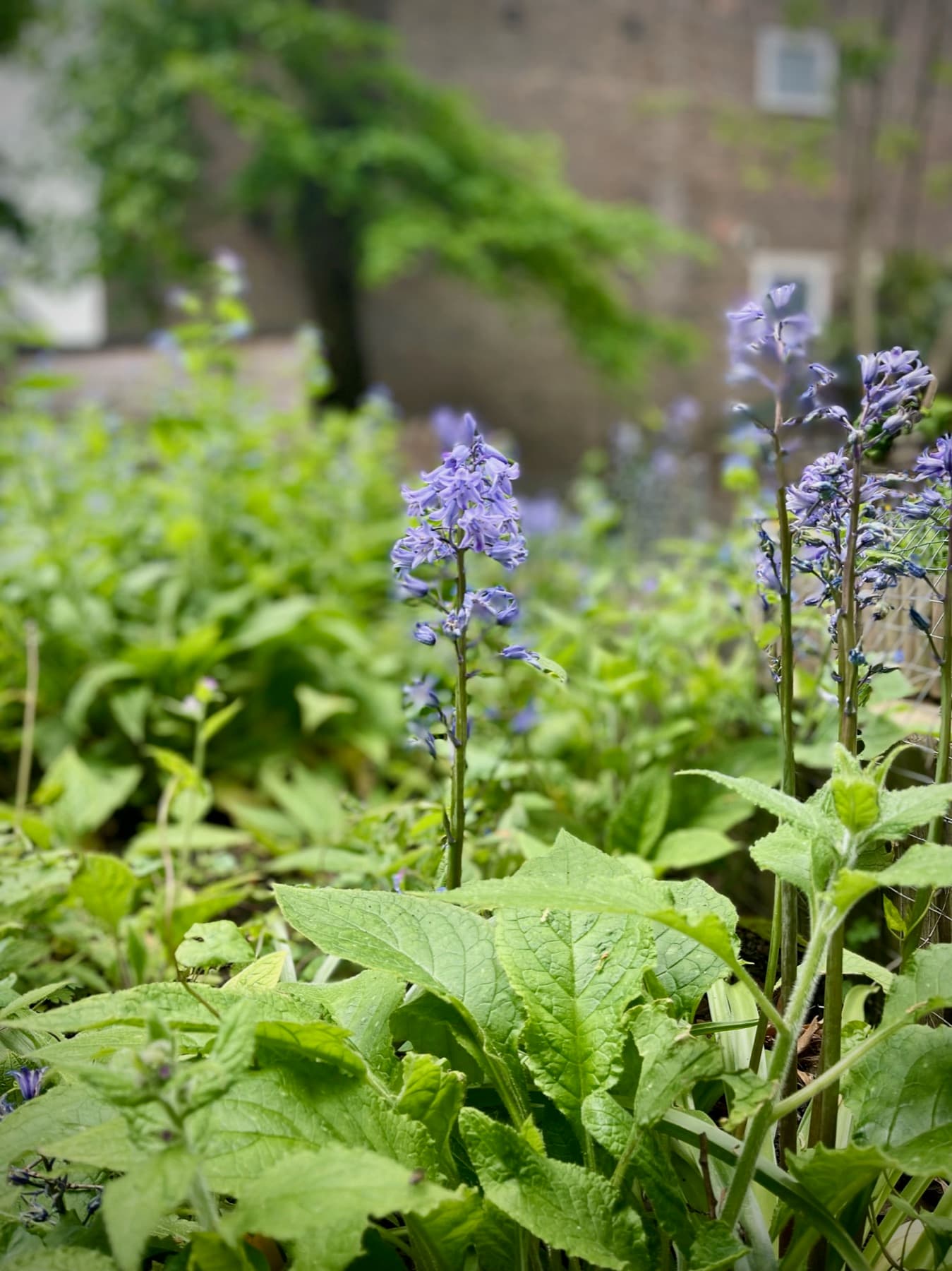 Bluebells in the garden behind the courtyard